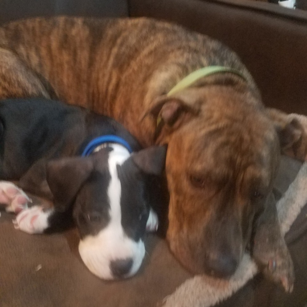 Allergy sufferers-Pet Friendly Home